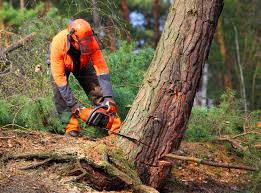 Best Tree and Shrub Care  in Harper Woods, MI