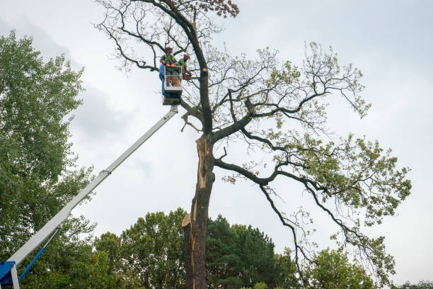 Best Emergency Tree Removal  in Harper Woods, MI