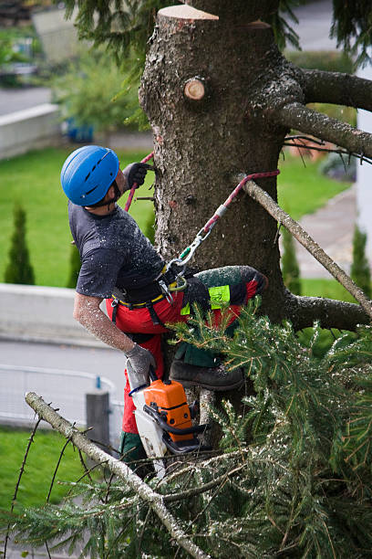 Best Seasonal Cleanup (Spring/Fall)  in Harper Woods, MI