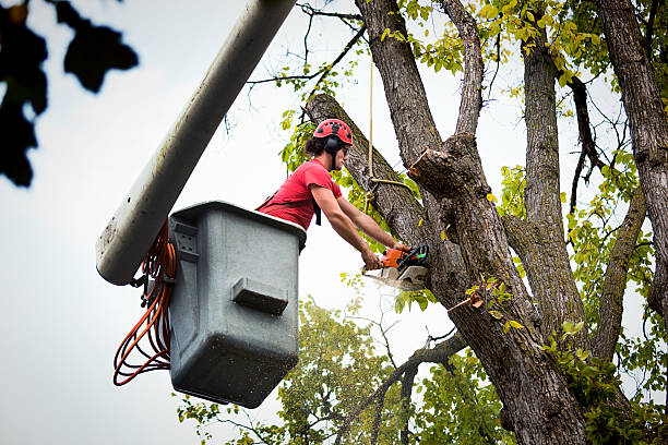 Best Tree Maintenance Programs  in Harper Woods, MI