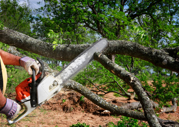 Best Hazardous Tree Removal  in Harper Woods, MI